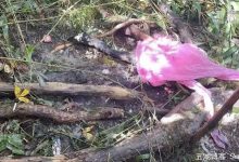 遇难地质队员用塑料雨衣?单位回应-2021电话无限轰炸手机版-骚扰神器24小时轰炸免费-永久免费轰炸电话网页版